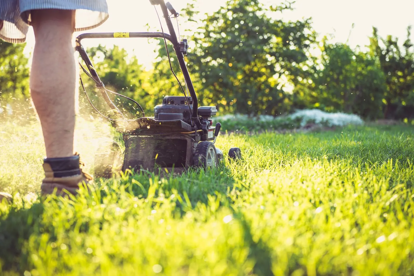 Push mower cutting a sunlit lawn, low angle