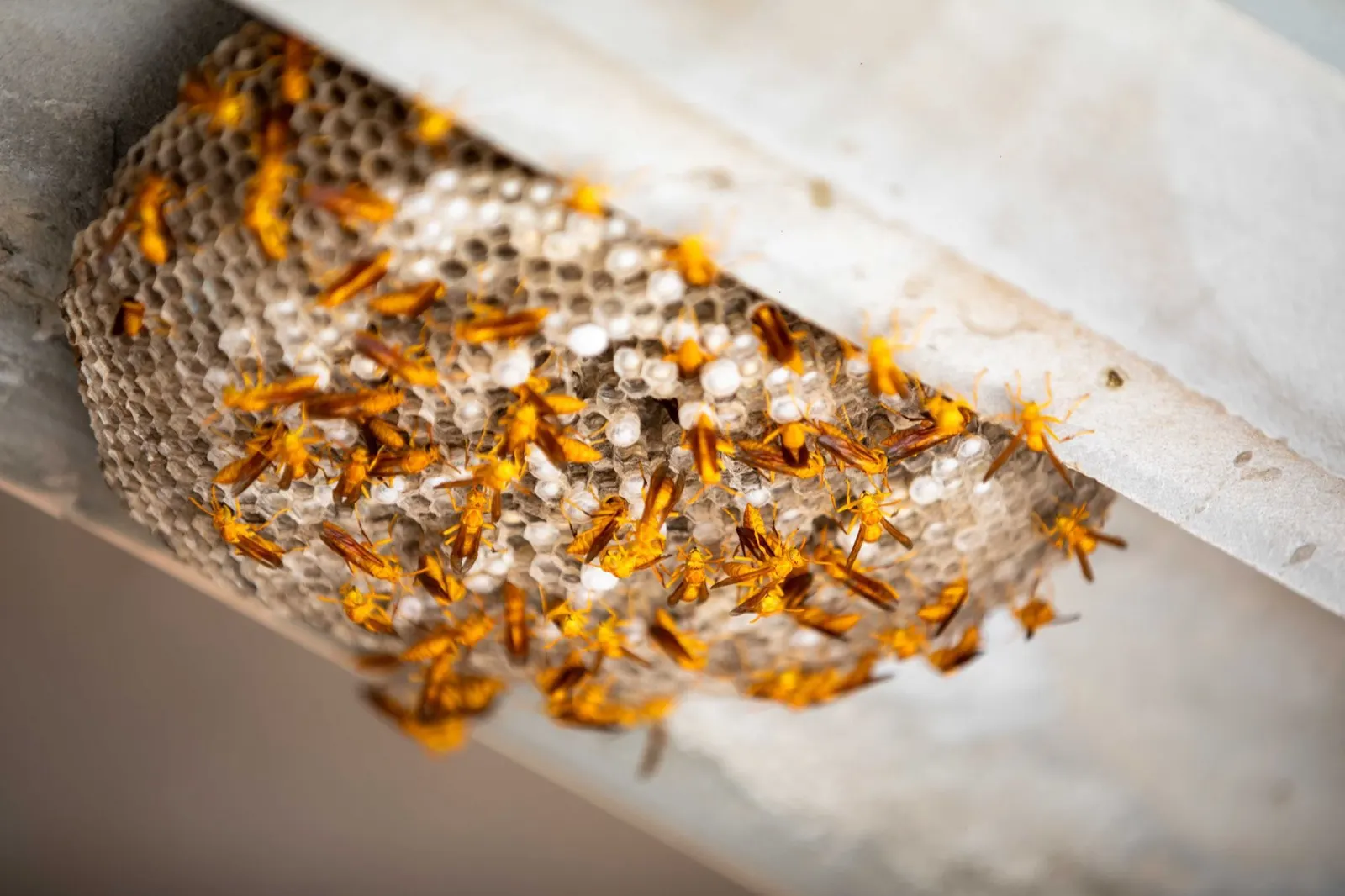 Paper wasp nest under a roof eave, covered in wasps