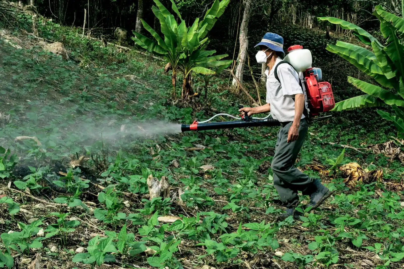 Technician with a backpack sprayer misting dense ground cover